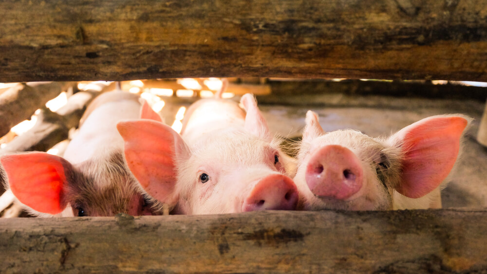 Woda gromadzi się przy poidle dla świń – problem z przepływem, wysokością czy szczelnością?
